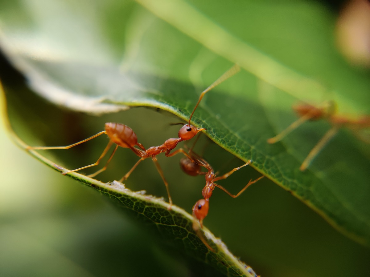 Ants on leaves
