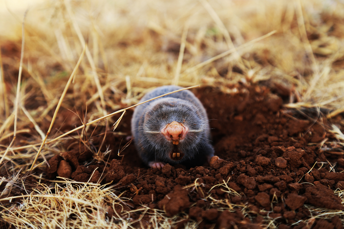 Mole digging in soil