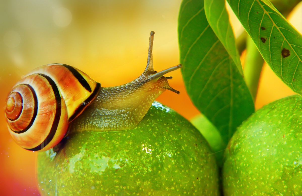 Snail on fruit