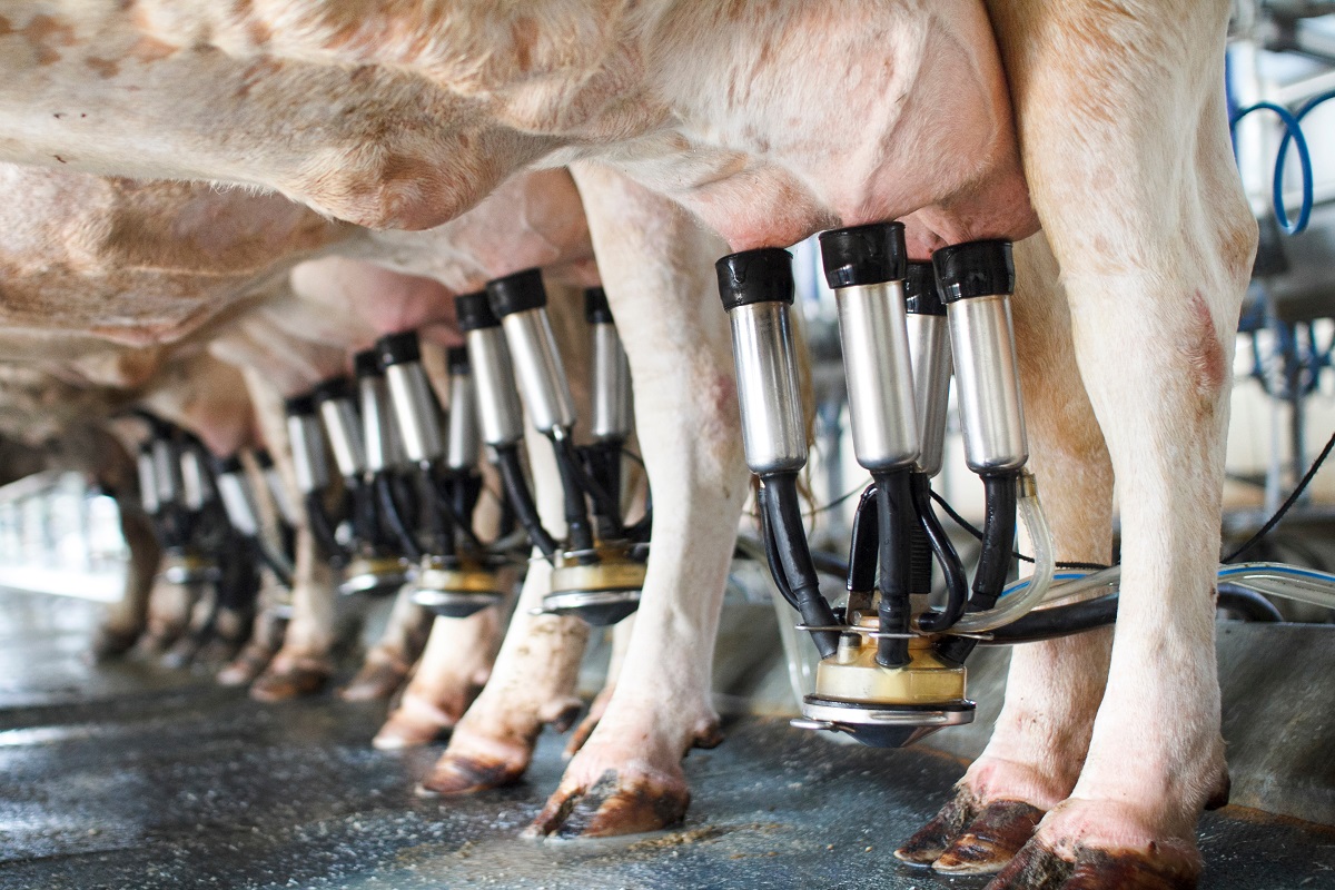 Dairy cows being milked