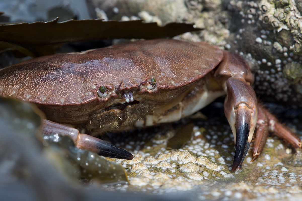 Cancer Pagarus - Common brown crab