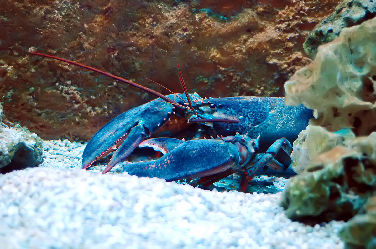Homarus gammarus European Lobster. "Do lobsters feel pain?" is a question commonly asked and has been hotly contested.