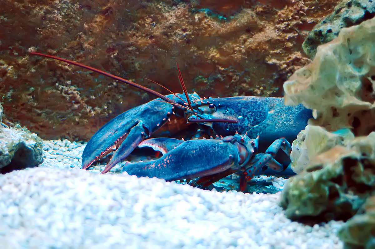 Do Lobsters Feel Pain?