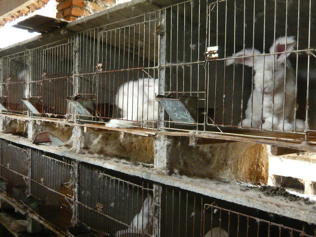 Angora-Kaninchen in schmutzigen Käfigen einer chinesischen Farm.