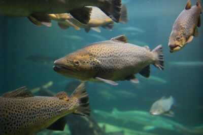 Salmon fish swimming