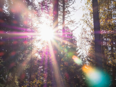 Sonnenstrahlen im Wald