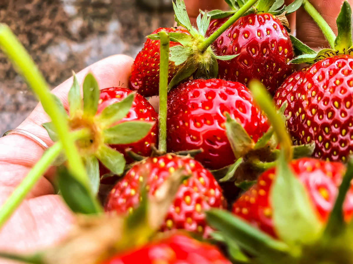 Strawberries - I Z on Unsplash