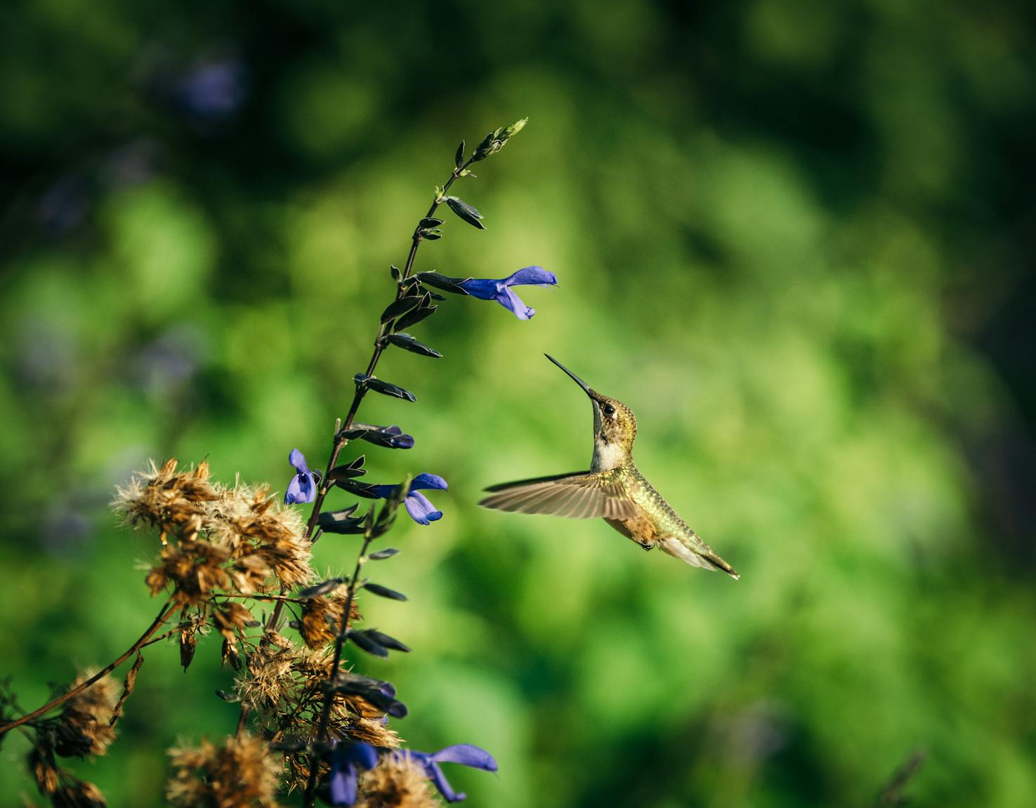 A delicate hummingbird hovers gracefully near a vibrant blue flower in a sunlit garden.