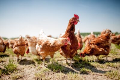 gallinas