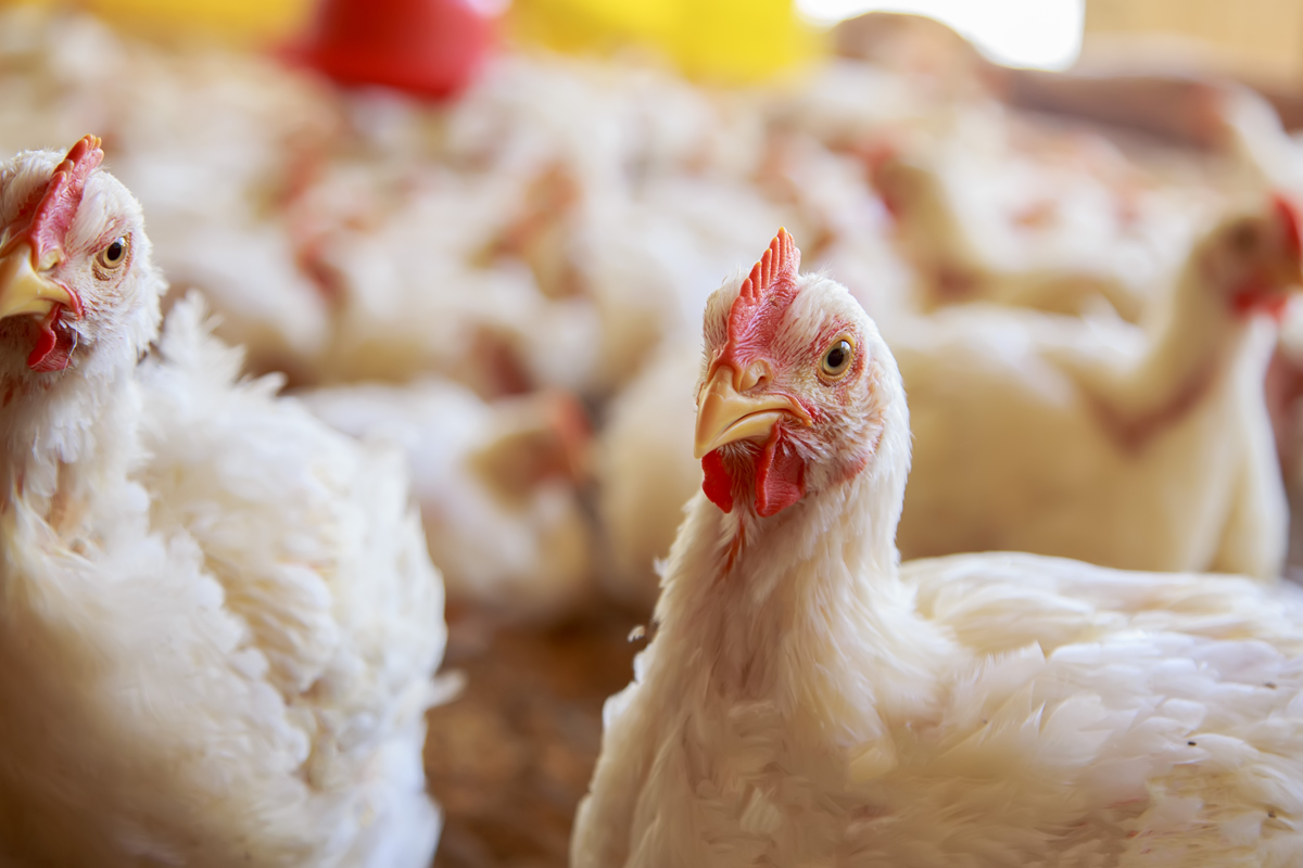 Chickens in shed