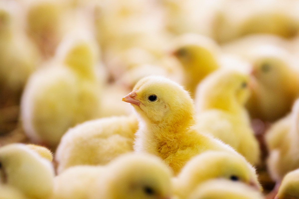 Chicks