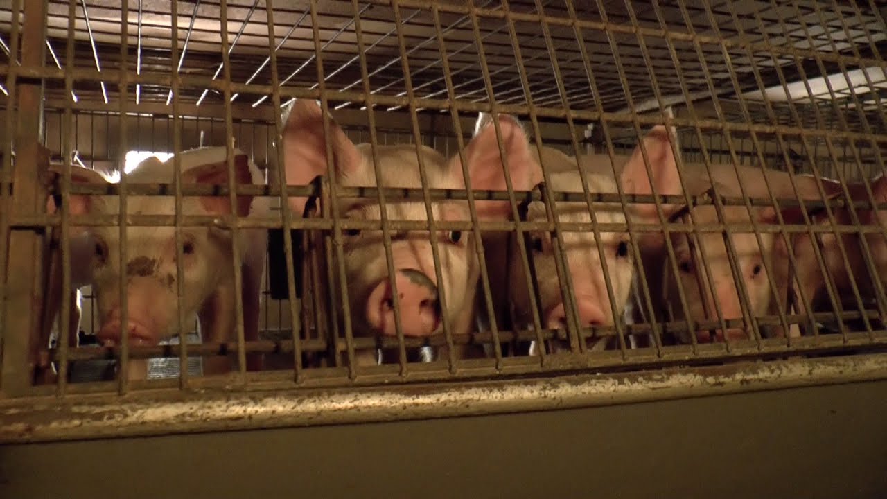 Scandal of Britain's Battery Piglets
