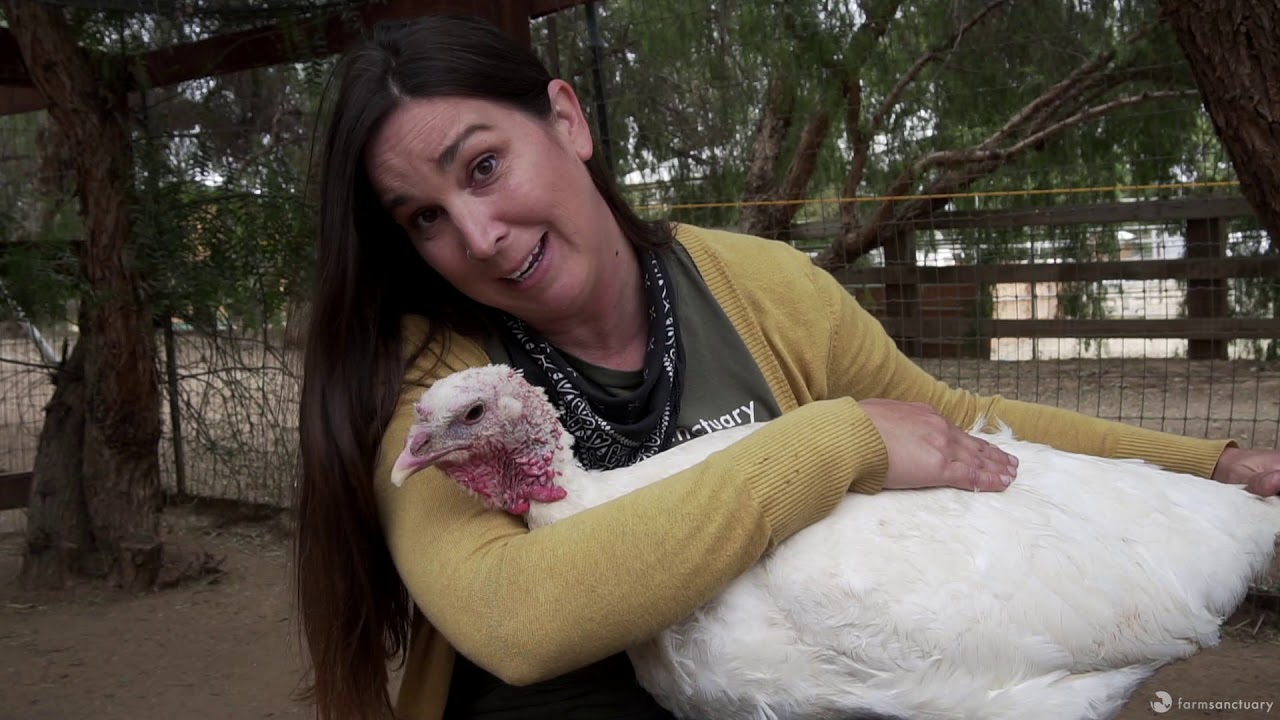 Sandy: This Neglected Turkey is Learning to Trust Again