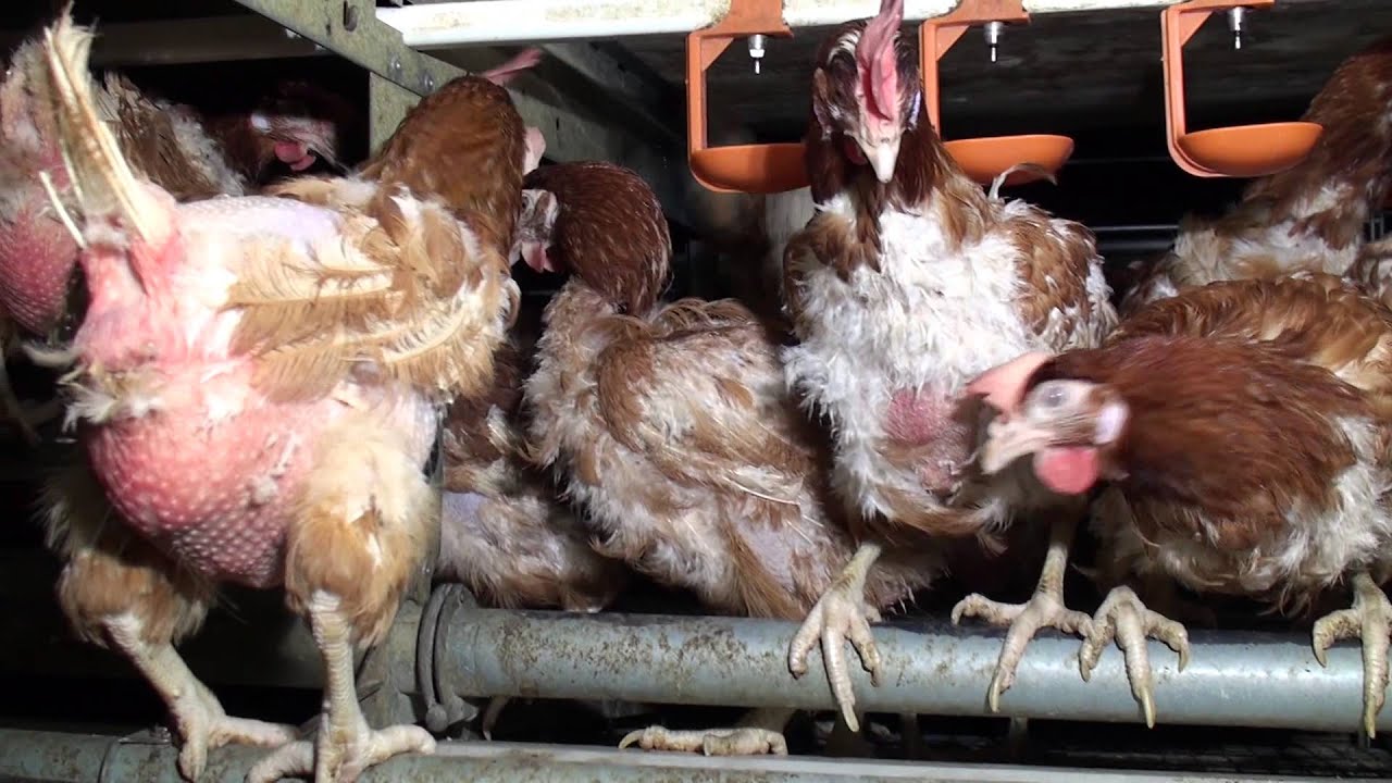 Investigation at Fridays Ltd farms November 2015