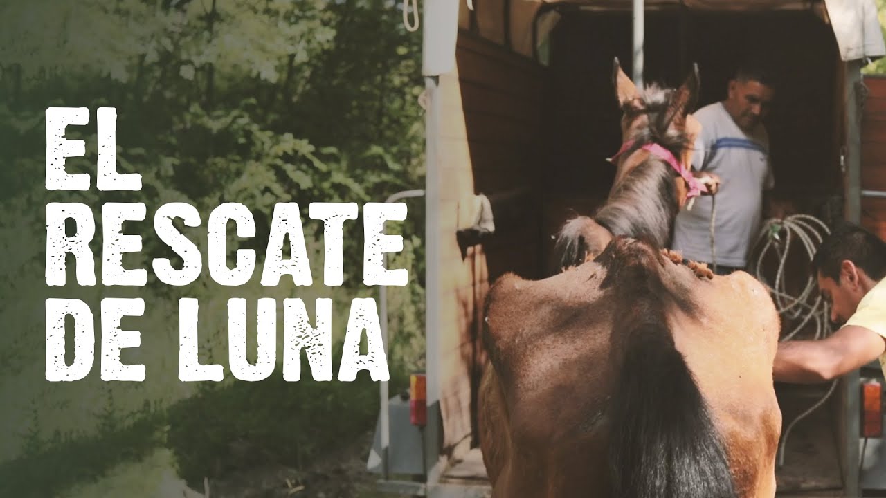NUEVA VIDA PARA LUNA | Rescate 🐴