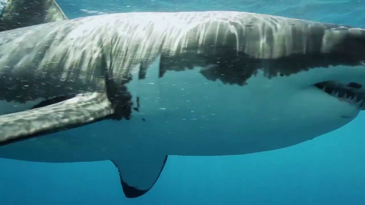 Overfishing - Revolution World Issue