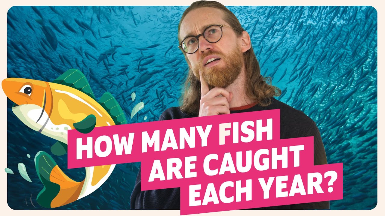 Finally answered!! How Many Fish Are Caught Each Year 🐟
