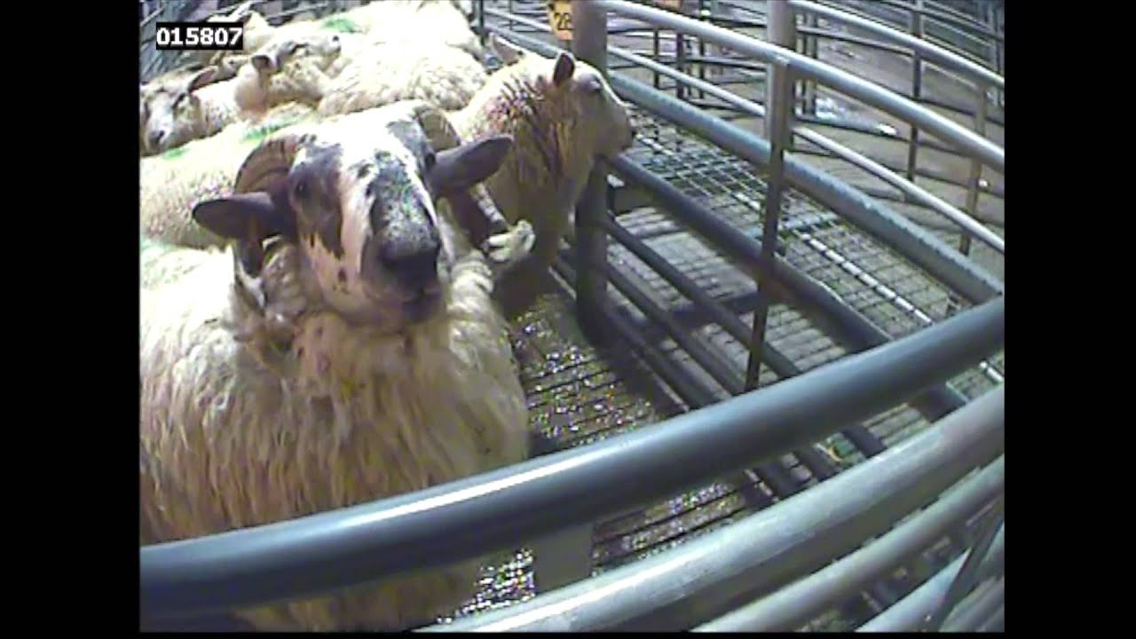 Lambing Lies