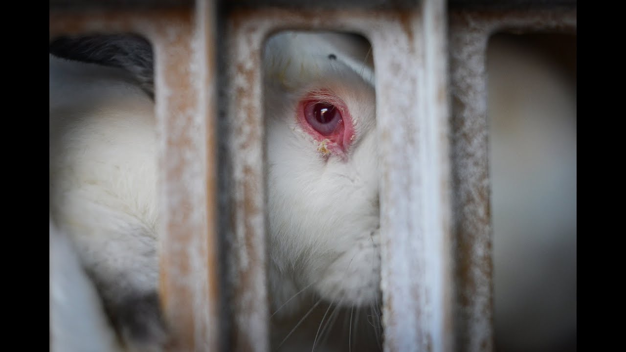 Cruelty exposed inside rabbit farms linked to the UK | Animal Equality Investigation