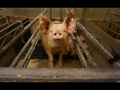 You Won't Believe What We Found On This Pig Farm