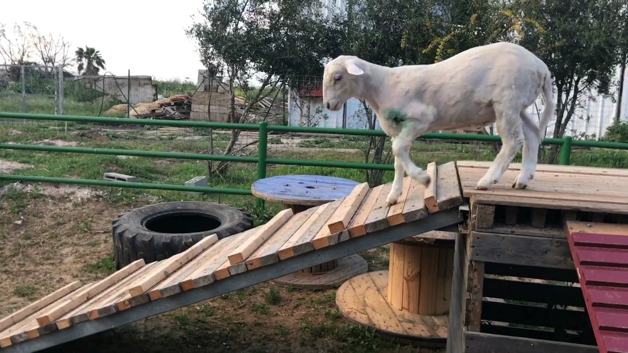 Having fun at Freedom Farm Sanctuary