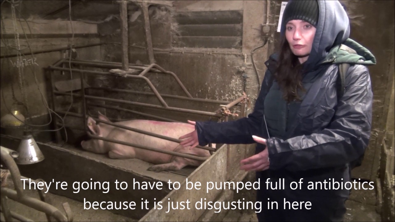 Veganuary undercover: the reality for pigs on British farms