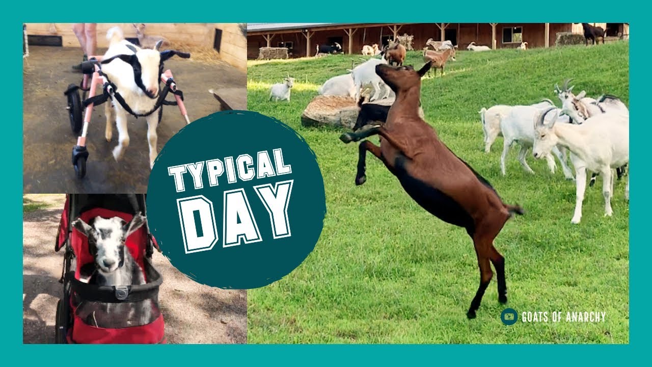 Typical Day at a GOAT SANCTUARY