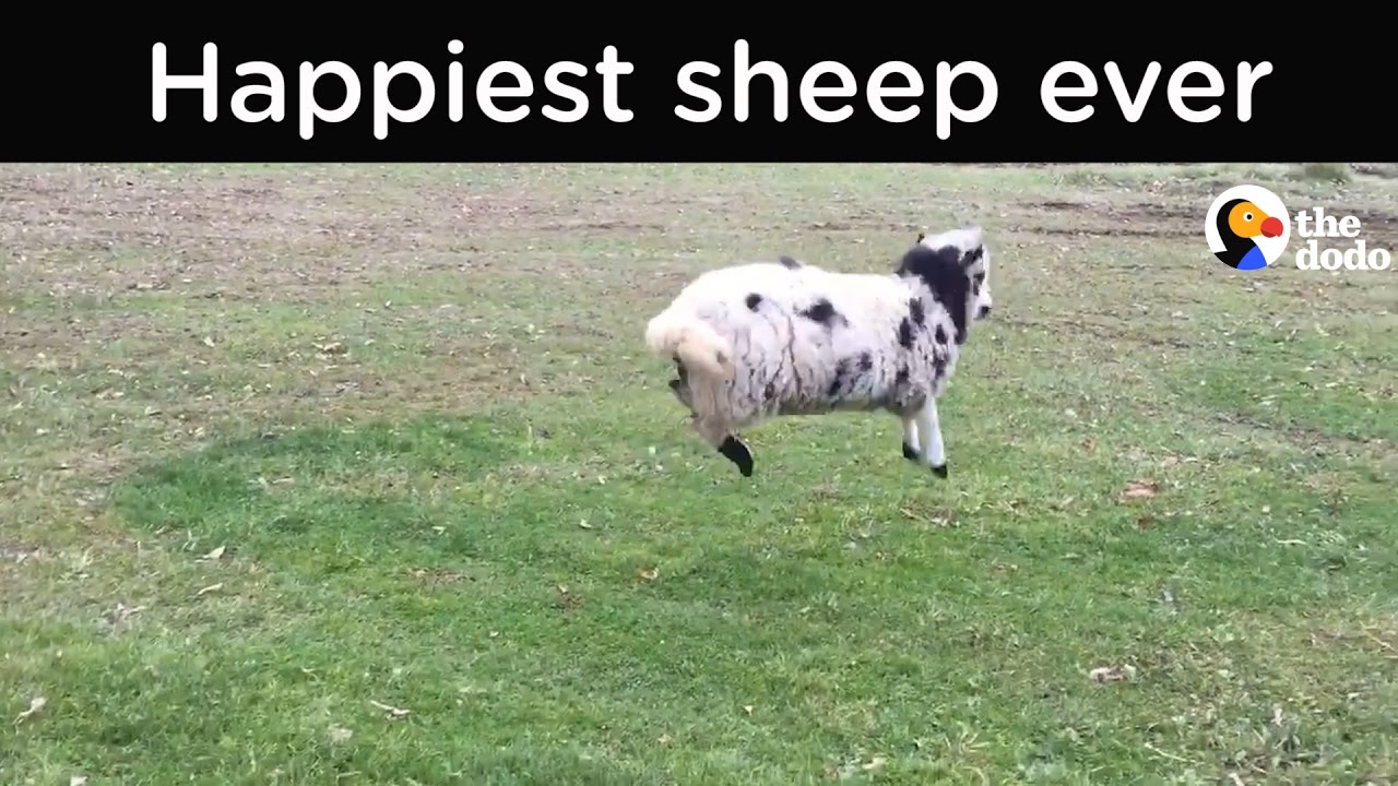 Happy Sheep Can't Stop Bouncing | The Dodo