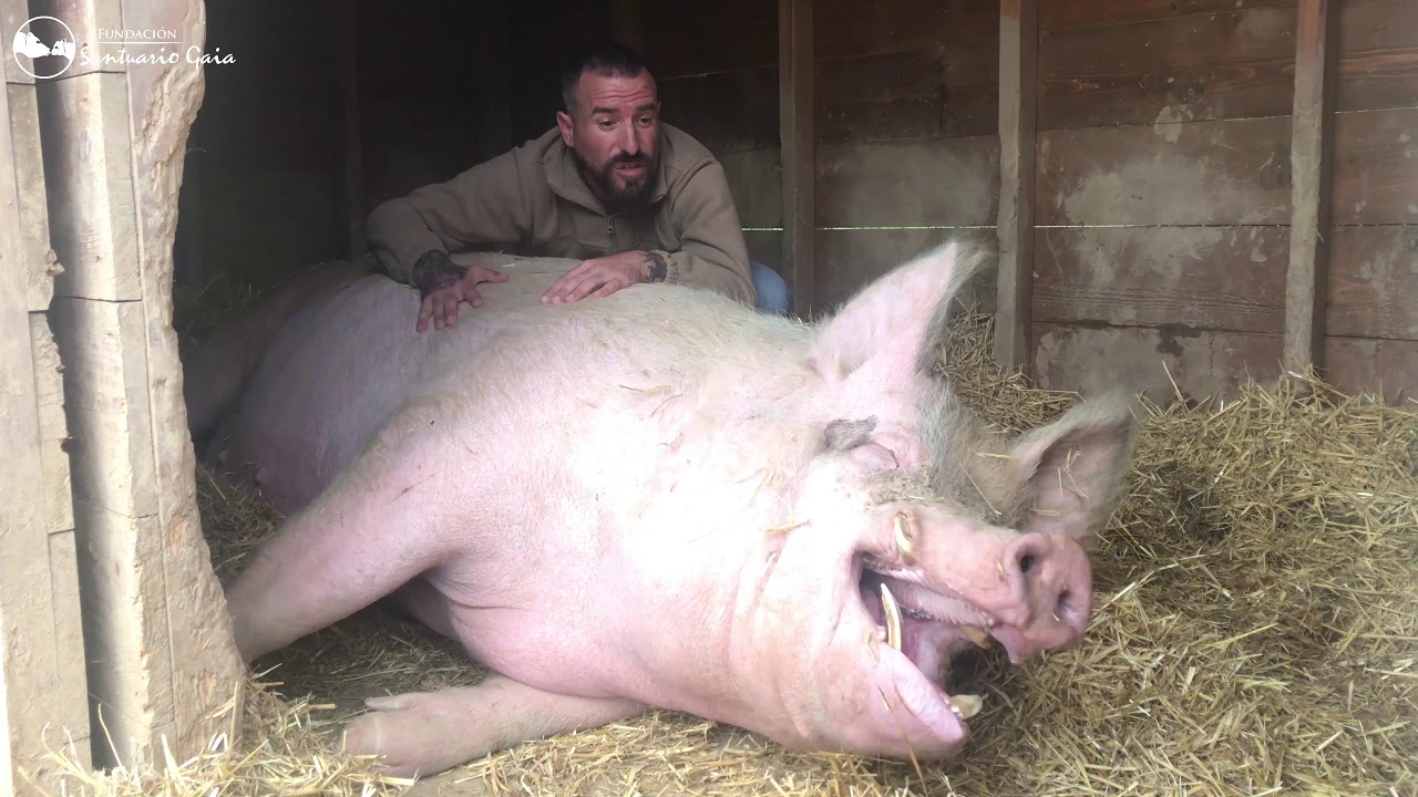 Ramón, un cerdo feliz