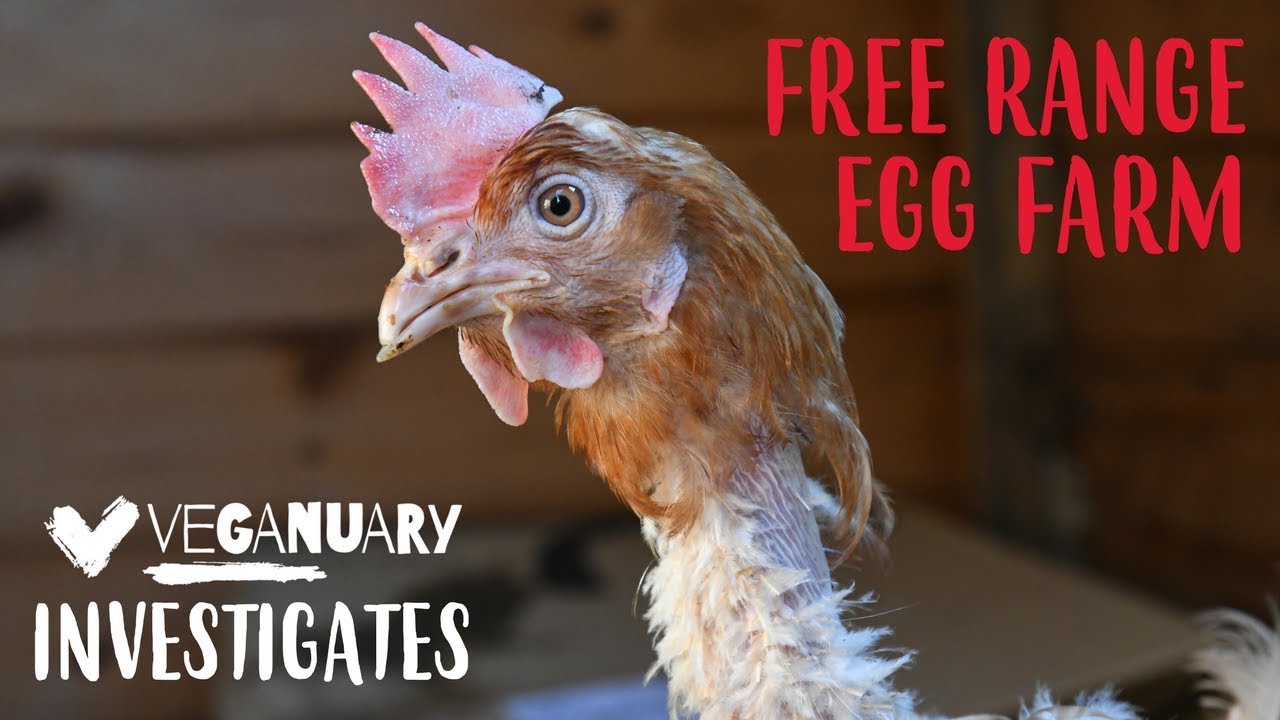This is What Free Range Hens REALLY Look Like