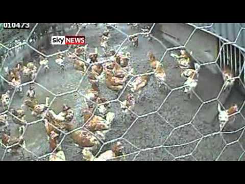 Viva! & Sky News: Happy Eggs Farms Exposed