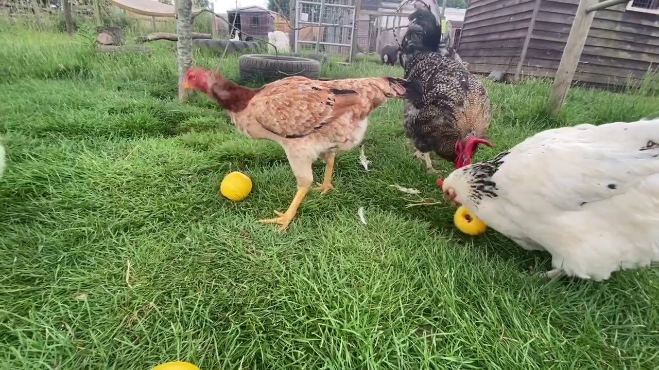 Chickens Enjoy Treat Balls- Hopefield Animal Sanctuary