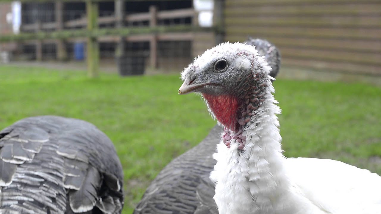 Can you face your Christmas dinner?