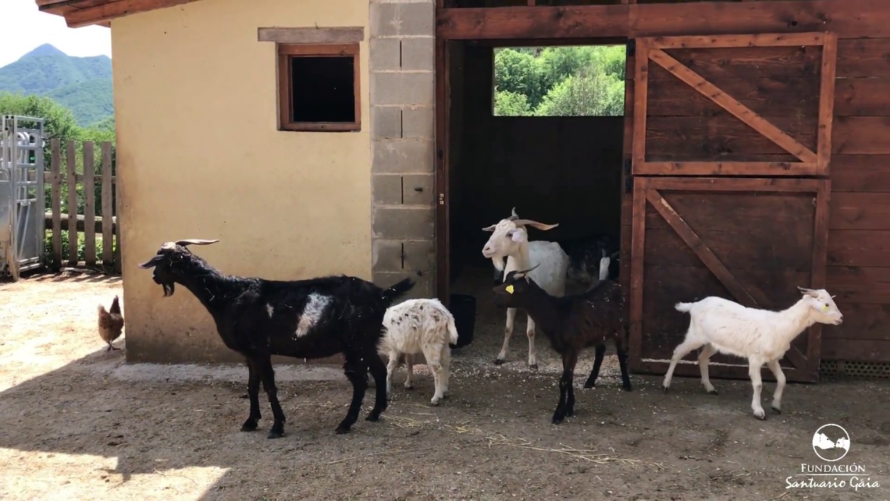Las cabras rescatadas de Huesca conocen el santuario de animales