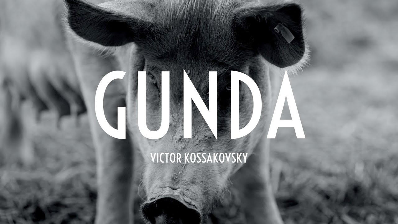 Gunda (ESTRENO EN CINES 28/05) - Tráiler | Filmin